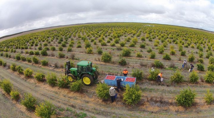 Tough times for Aussie growers