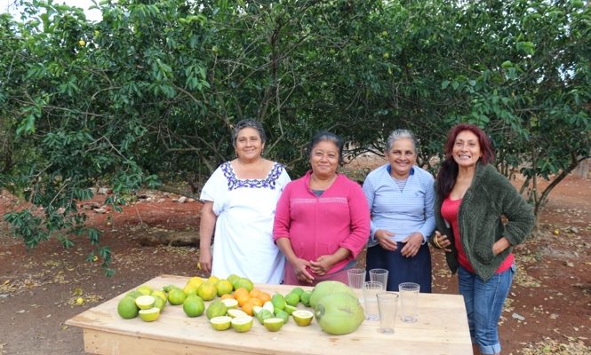 Agroforestry in citrus – Mexico